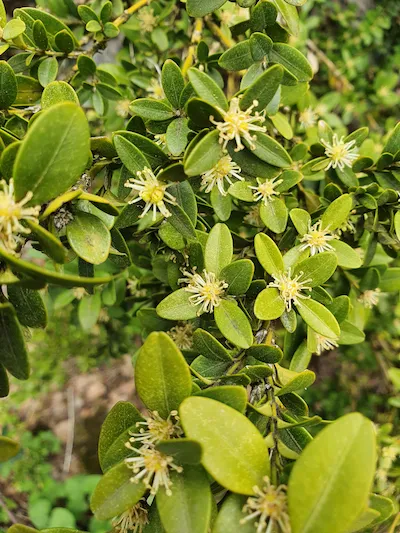 Самшит колхидский