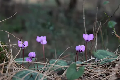 Дряква абхазская (цикламен) 