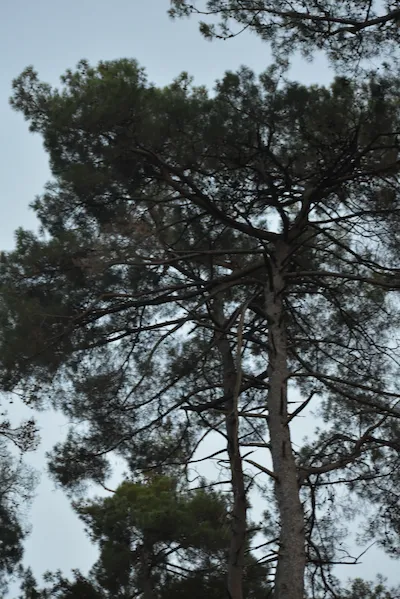 Пицундская сосна