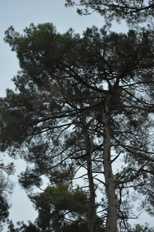 День защиты леса: Волонтёрская акция