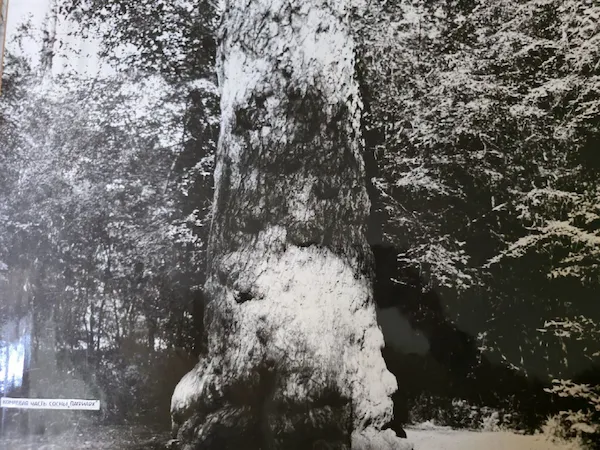 Историческое фото 9