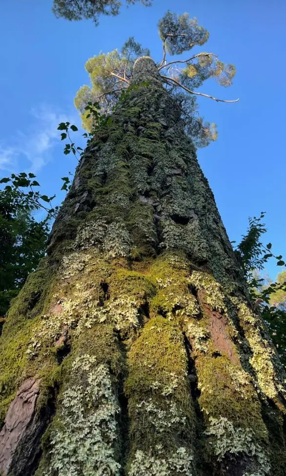 Фотография природы: Грибы