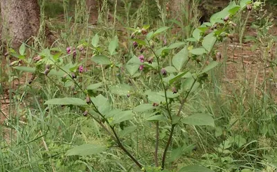 Белладо́нна, или краса́вка обыкнове́нная, или красу́ха, или со́нная о́дурь, или бе́шеная я́года, или ви́шня бе́шеная или белладо́нна европе́йская, или белладо́нна обыкнове́нная, или краса́вка белладо́нна 