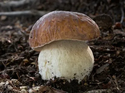 Бе́лый гриб (также сокращённо: белый, беляк), или борови́к 