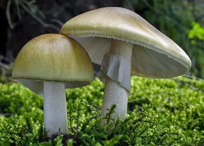 Бле́дная пога́нка, также мухомо́р зелёный