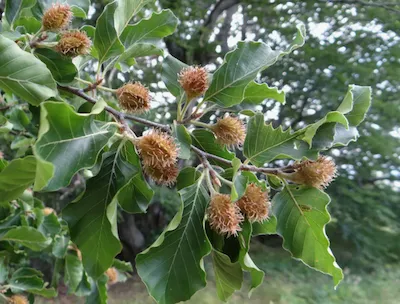 Бук восто́чный