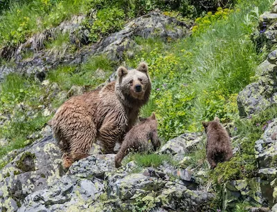 Кавказский бурый медведь