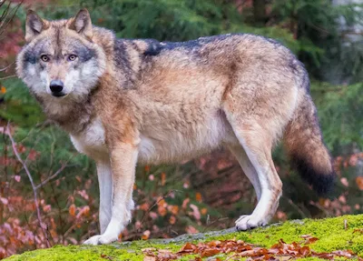Кавказский волк