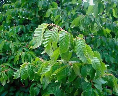 Граб обыкнове́нный, или граб европе́йский, или граб кавка́зский