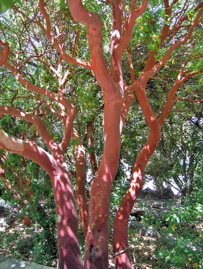 Земляничное дерево красное, или Земляничное дерево греческое, или Земляничник греческий, или Земляничник мелкоплодный 