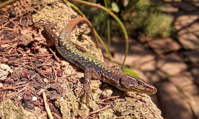 Кавказская ящерица