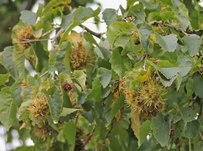 Лещи́на древови́дная, или Оре́х медве́жий, или Оре́шник медвежий