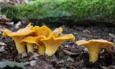 Лиси́чка обыкнове́нная, или лисичка настоя́щая, или петушо́к