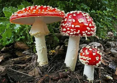 Мухомо́р кра́сный