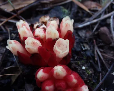 Подладанник красный 