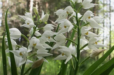Пыльцеголо́вник длинноли́стный 