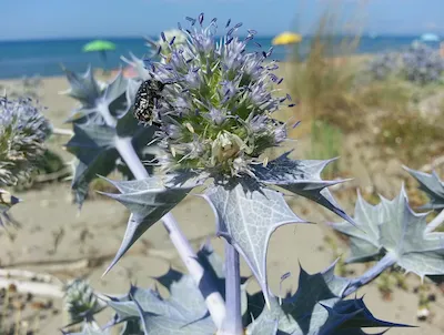 Синеголовник приморский 