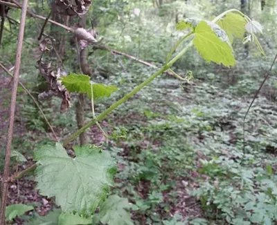 Виногра́д лесно́й 