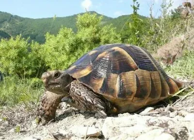 Средиземномо́рская черепа́ха, или греческая черепаха, или кавказская черепаха