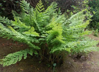 Чистоу́ст велича́вый, или чистоуст ца́рский, или чистоуст короле́вский, или осму́нда королевская