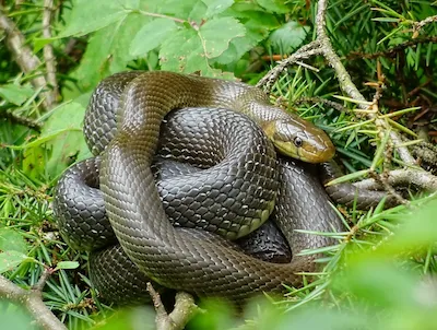 Эскула́пов по́лоз, или эскулапова змея